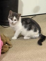 Lost Female Cat last seen Gallatan Cricle and South Cherry Street, Grand Forks, ND 58201