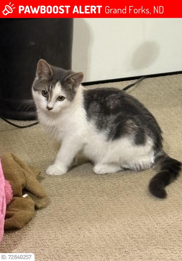 Lost Female Cat last seen Gallatan Cricle and South Cherry Street, Grand Forks, ND 58201