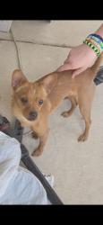 Found/Stray Male Dog last seen Lone mountain/valley, North Las Vegas, NV 89031