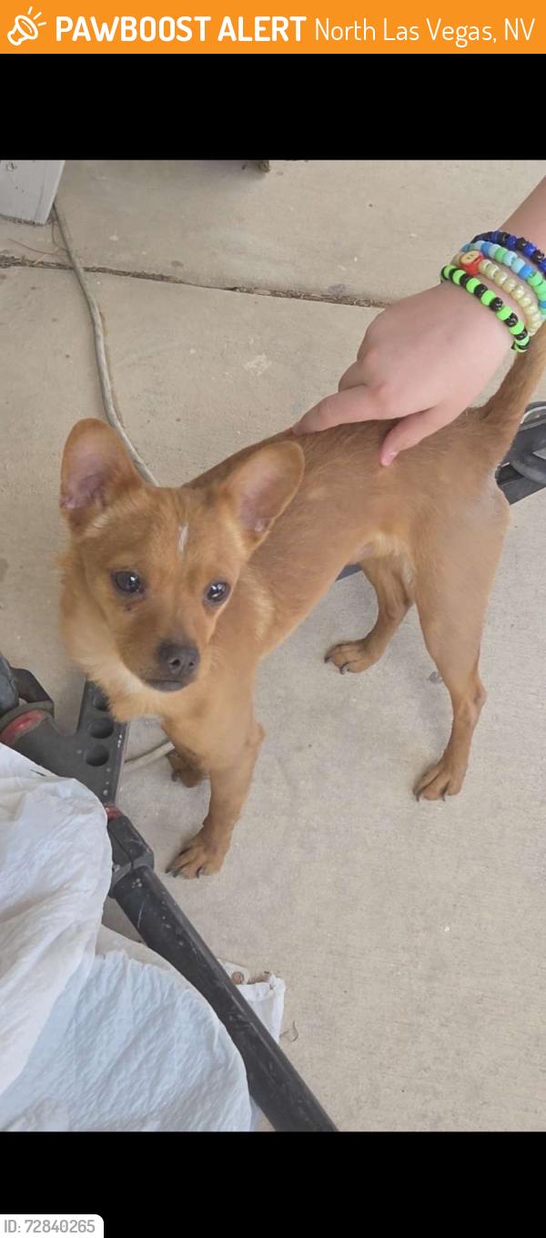 Found/Stray Male Dog last seen Lone mountain/valley, North Las Vegas, NV 89031