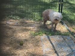 Found/Stray Unknown Dog last seen Hedrick road , Statesville, NC 28677