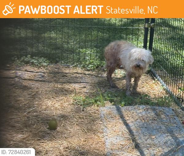 Found/Stray Unknown Dog last seen Hedrick road , Statesville, NC 28677