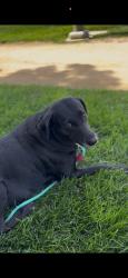 Lost Female Dog last seen County Rd 89 and Road 25, Winters, CA 95694