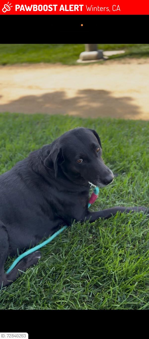 Lost Female Dog last seen County Rd 89 and Road 25, Winters, CA 95694