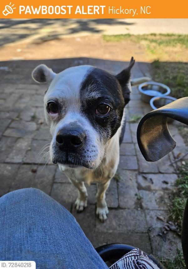 Found/Stray Male Dog last seen Mountain Grove Road Hickory NC 28602, Hickory, NC 28602