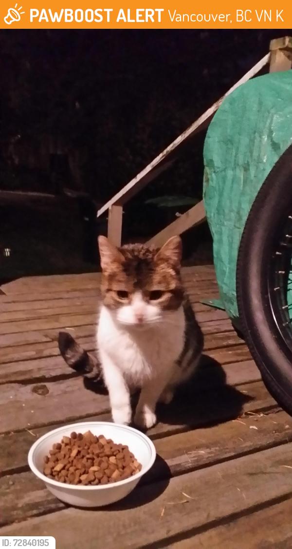 Found/Stray Unknown Cat last seen Near East 20th Avenue and Fleming, Vancouver, BC V5N 2K7