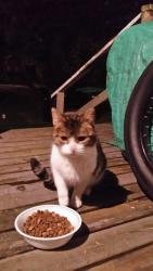 Found/Stray Unknown Cat last seen Near East 20th Avenue and Fleming, Vancouver, BC V5N 2K7