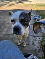 Found/Stray Male Dog last seen Mountain Grove Road Hickory NC 28602, Hickory, NC 28602