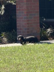 Found/Stray Unknown Dog last seen Delaware Av at end close ro Country Club, Lynn Haven, FL 32444