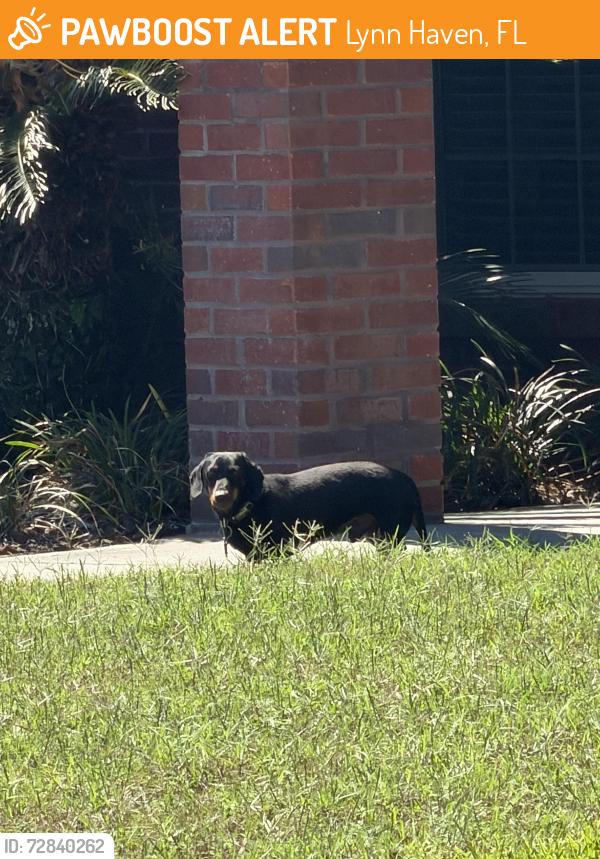 Found/Stray Unknown Dog last seen Delaware Av at end close ro Country Club, Lynn Haven, FL 32444