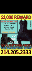 Lost Male Dog last seen Wester Rd Ferris,Tx , Ellis County, TX 75125