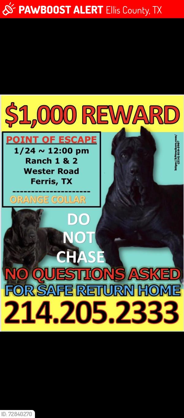 Lost Male Dog last seen Wester Rd Ferris,Tx , Ellis County, TX 75125