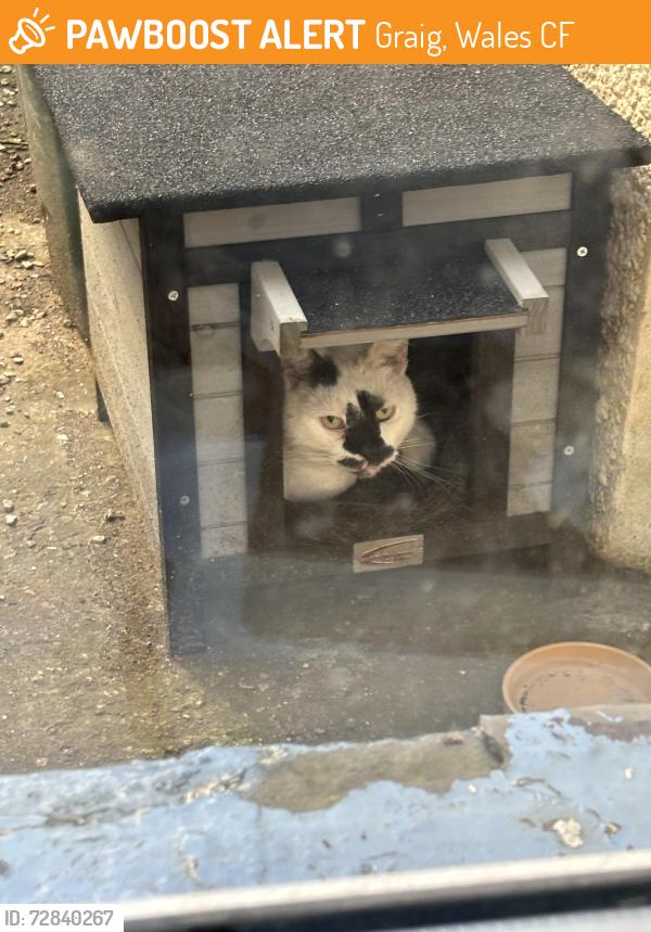 Found/Stray Female Cat last seen In my garden, Pontypridd, Graig, Wales CF37