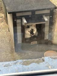 Found/Stray Female Cat last seen In my garden, Pontypridd, Graig, Wales CF37