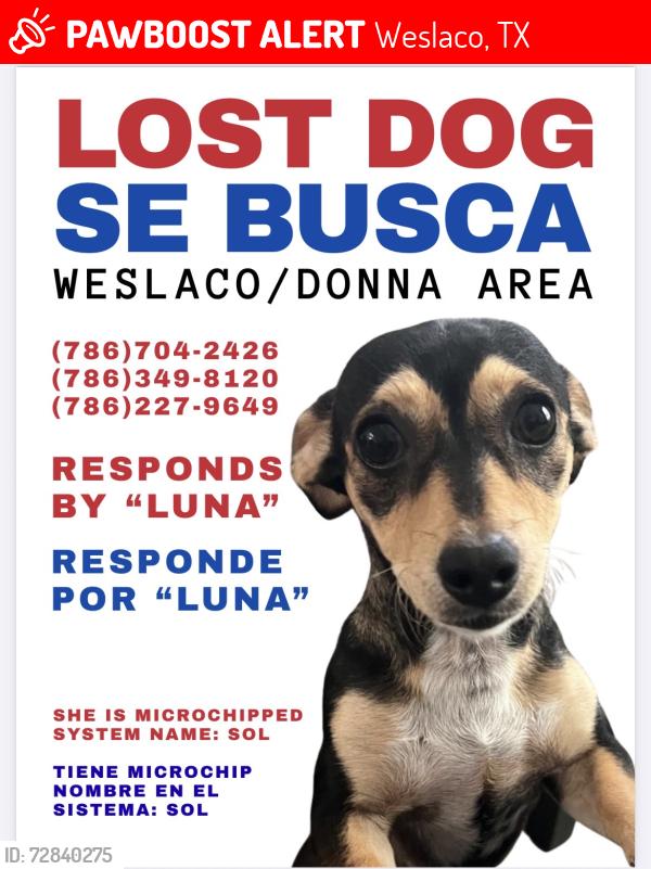 Lost Female Dog last seen I2, Weslaco, TX 78599