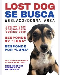 Lost Female Dog last seen I2, Weslaco, TX 78599