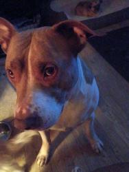 Reunited Male Dog last seen Baker rd, Bankhead and Hightower, Atlanta, GA 30318