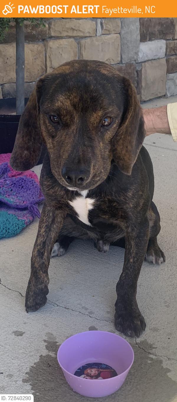Found/Stray Male Dog last seen Elliot farm and Johnson farm rd, Fayetteville, NC 28311