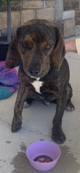 Found/Stray Male Dog last seen Elliot farm and Johnson farm rd, Fayetteville, NC 28311