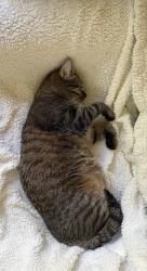 Found/Stray Unknown Cat last seen Bellerive Ct and Carnoustie, Richmond, VA 23236