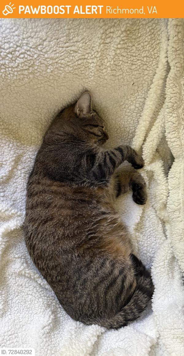 Found/Stray Unknown Cat last seen Bellerive Ct and Carnoustie, Richmond, VA 23236