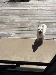 Found/Stray Unknown Dog last seen 47th and Peoria in Brookside, Tulsa, OK 74107
