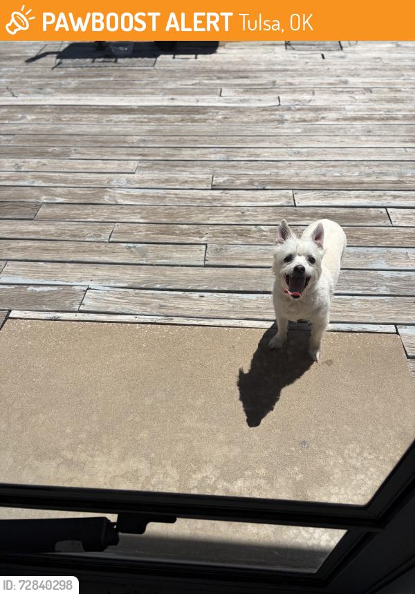 Found/Stray Unknown Dog last seen 47th and Peoria in Brookside, Tulsa, OK 74107