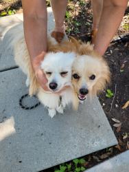 Found/Stray Unknown Dog last seen Medina Base, Old Pearsall Rd, San Antonio, TX 78242