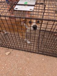 Found/Stray Male Dog last seen Freedom Park , Tucson, AZ 85711