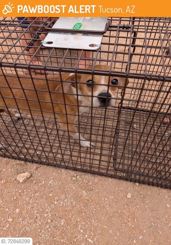 Found/Stray Male Dog last seen Freedom Park , Tucson, AZ 85711