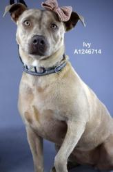 Shelter Stray Female Dog last seen Near BLOCK HAVEN DR, ARVIN CA 93203, Bakersfield, CA 93308