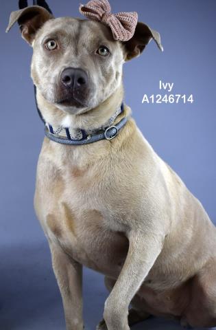 Shelter Stray Female Dog last seen Near BLOCK HAVEN DR, ARVIN CA 93203, Bakersfield, CA 93308
