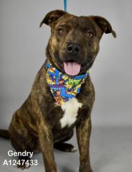 Shelter Stray Male Dog last seen Near BLOCK CIMARRON RIDGE DR, BAKERSFIELD CA 93313, 3951 Fruitvale Ave, Bakersfield, CA 93308, USA