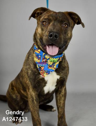 Shelter Stray Male Dog last seen Near BLOCK CIMARRON RIDGE DR, BAKERSFIELD CA 93313, 3951 Fruitvale Ave, Bakersfield, CA 93308, USA