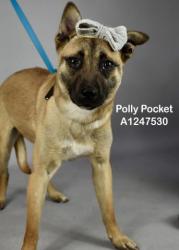 Shelter Stray Female Dog last seen Near BLOCK CLAYMINE RD, AERIAL ACRES CA 93523, Bakersfield, CA 93308