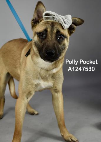 Shelter Stray Female Dog last seen Near BLOCK CLAYMINE RD, AERIAL ACRES CA 93523, Bakersfield, CA 93308
