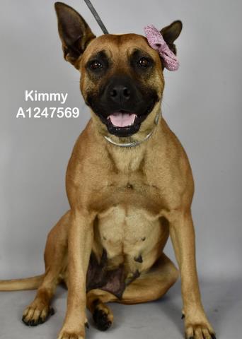 Shelter Stray Female Dog last seen Near BLOCK TRUXTUN AVE, BAKERSFIELD CA 93301, Bakersfield, CA 93308