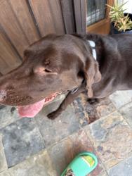 Found/Stray Male Dog last seen Bullard and Fruit, Fresno, CA 93711