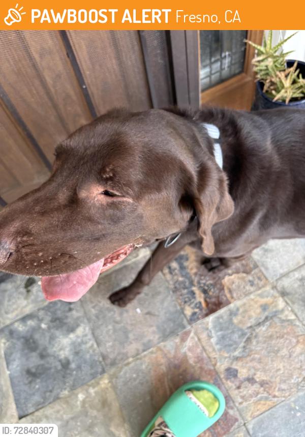 Found/Stray Male Dog last seen Bullard and Fruit, Fresno, CA 93711