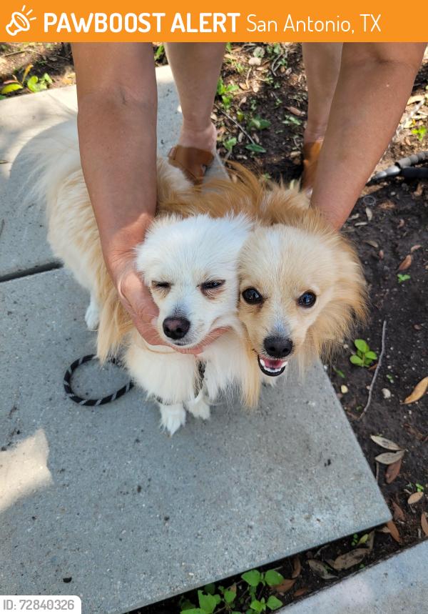 Found/Stray Unknown Dog last seen Old Pearsall Rd, San Antonio, TX 78242