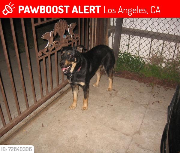 Lost Female Dog last seen Euclid and garnet, Los Angeles, CA 90023