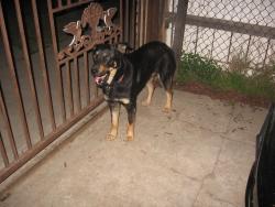 Lost Female Dog last seen Euclid and garnet, Los Angeles, CA 90023