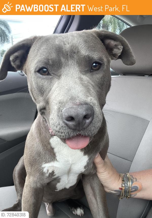 Found/Stray Male Dog last seen Miramar Parkway in Hollandale Beach Boulevard, West Park, FL 33023