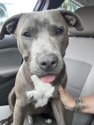Found/Stray Male Dog last seen Miramar Parkway in Hollandale Beach Boulevard, West Park, FL 33023
