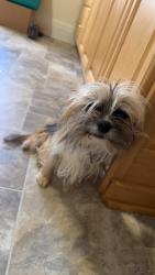 Found/Stray Male Dog last seen Elmtree Catering, Youngstown, OH 44502