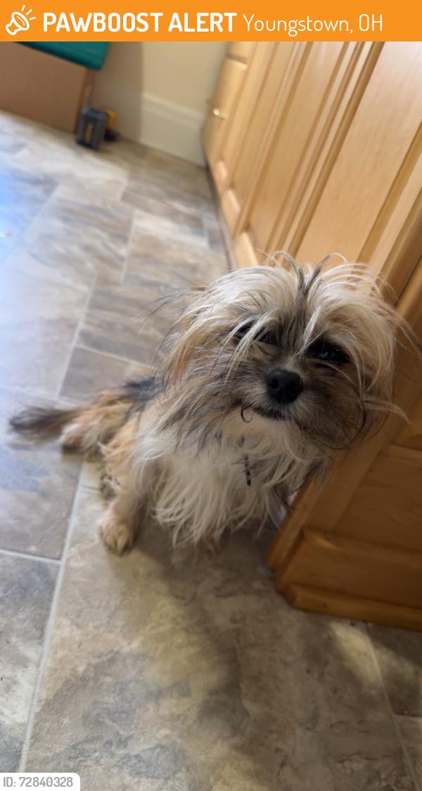 Found/Stray Male Dog last seen Elmtree Catering, Youngstown, OH 44502
