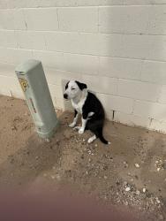 Found/Stray Female Dog last seen 99th Avenue south of Alabama Ave Sun City AZ, Sun City, AZ 85382