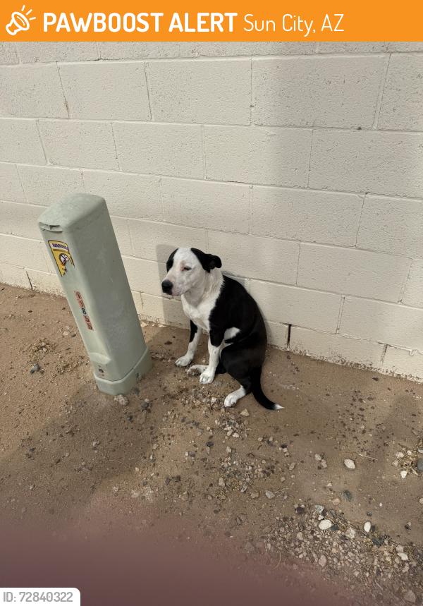Found/Stray Female Dog last seen 99th Avenue south of Alabama Ave Sun City AZ, Sun City, AZ 85382