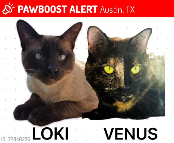 Lost Unknown Cat last seen Alcott Ln and Beard Ave, Austin, TX 78748