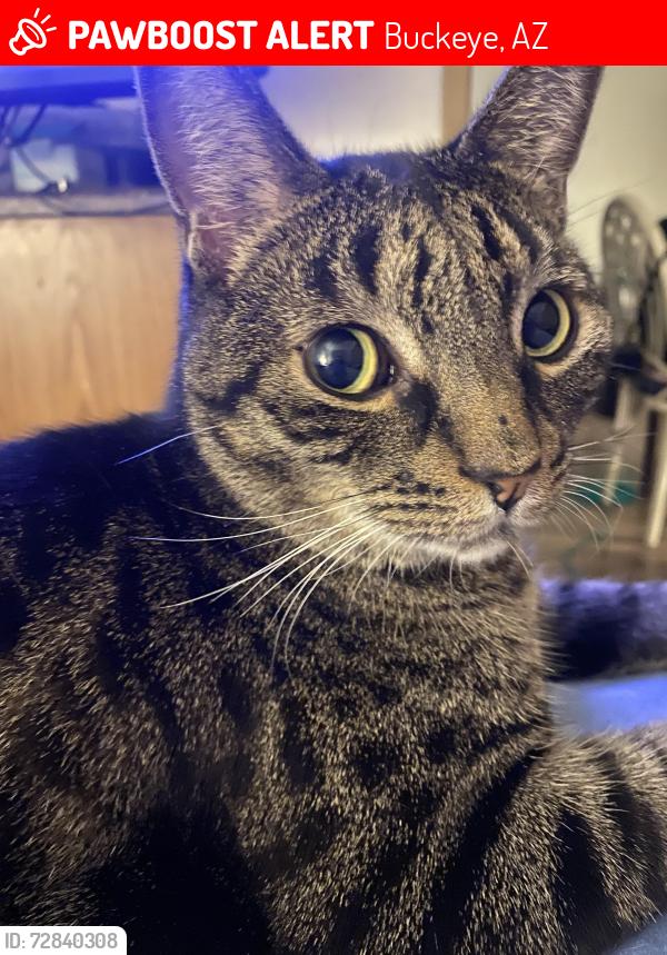 Lost Male Cat last seen roosevelt and jackrabbit , Buckeye, AZ 85326